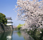 桜と城跡公園/大分市